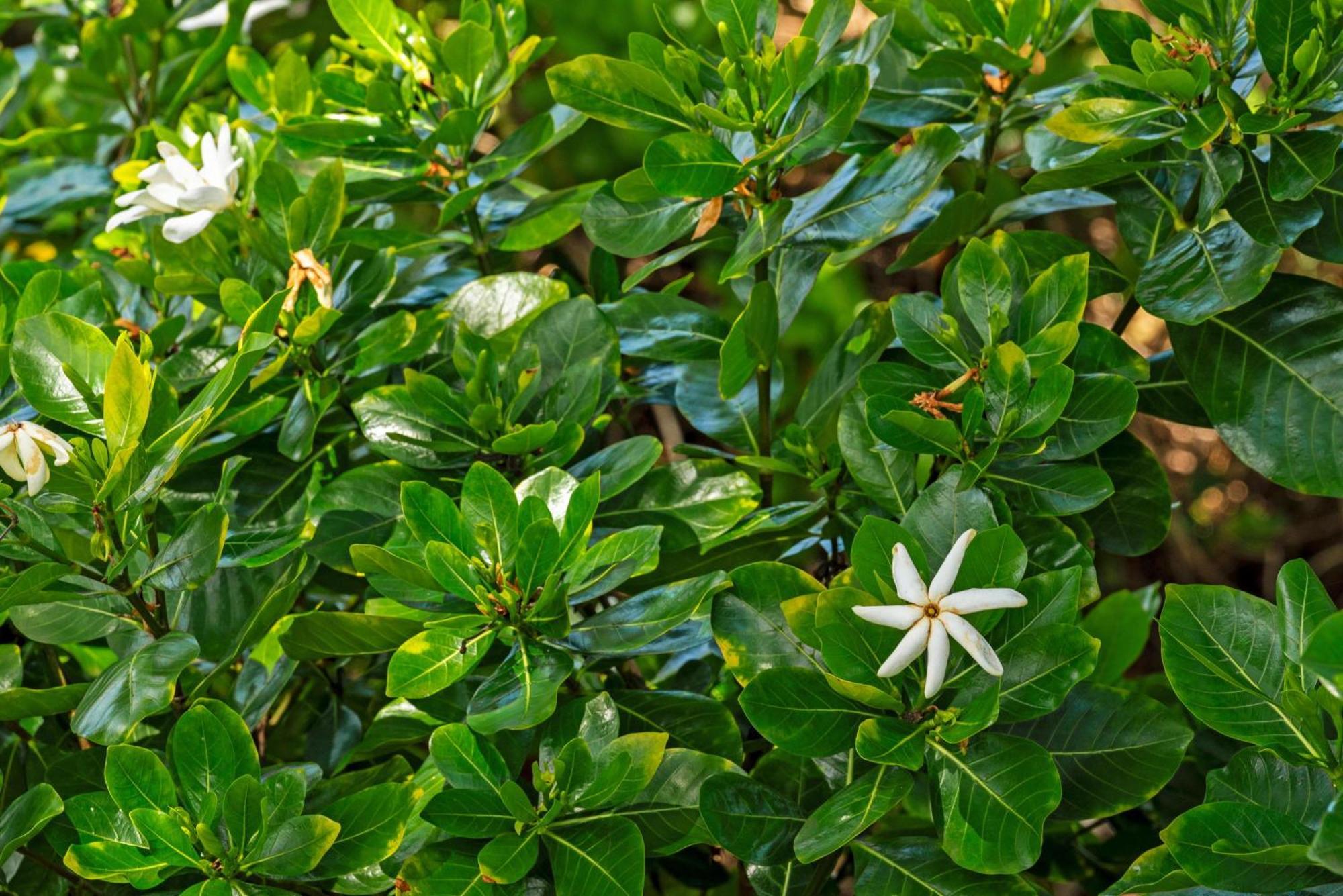 "Makani Moana" At Keauhou Resort #104, Entire Townhome Close To Kona カイルア・コナ エクステリア 写真